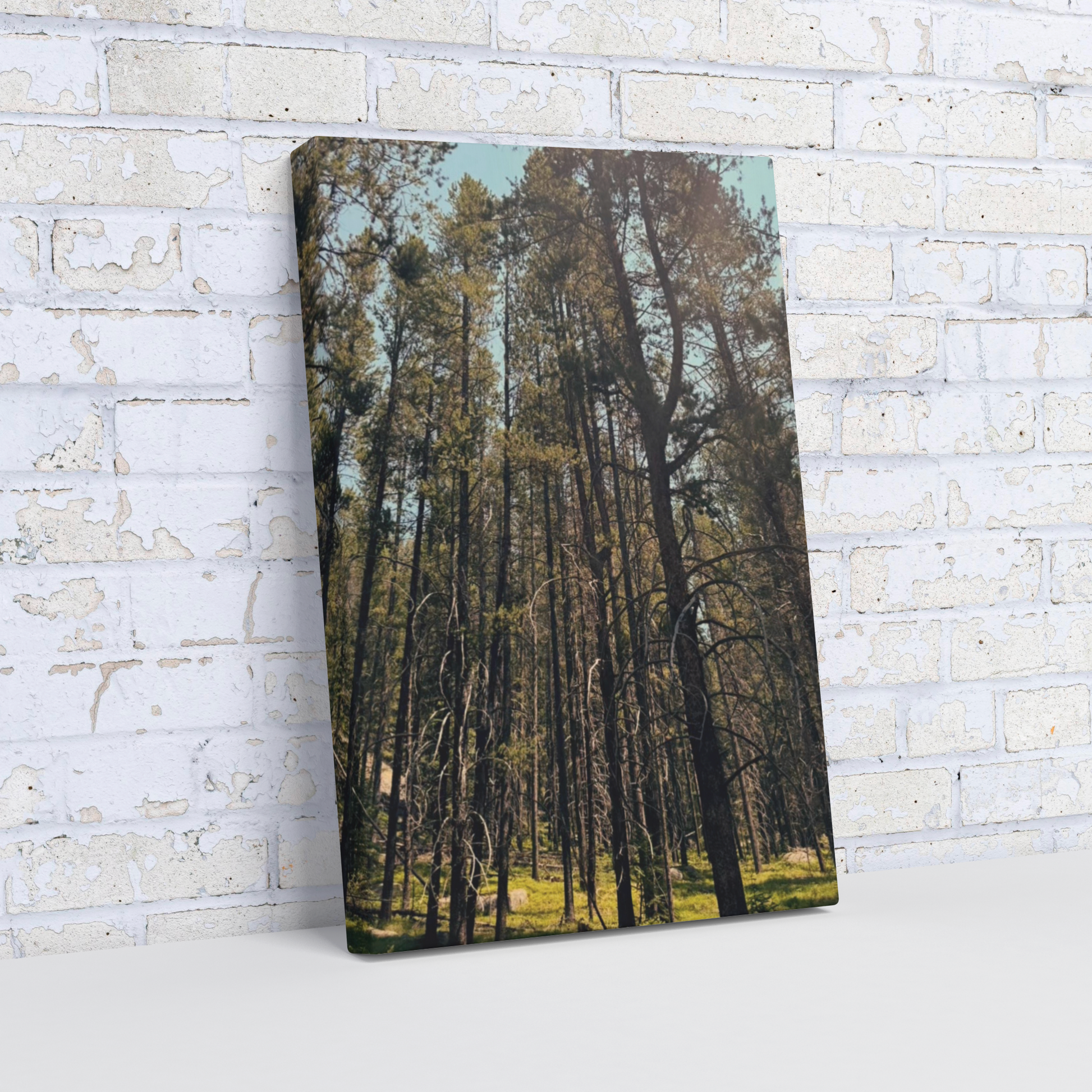 Friendly_Forest_V_Angle_Wall_Mockup.png