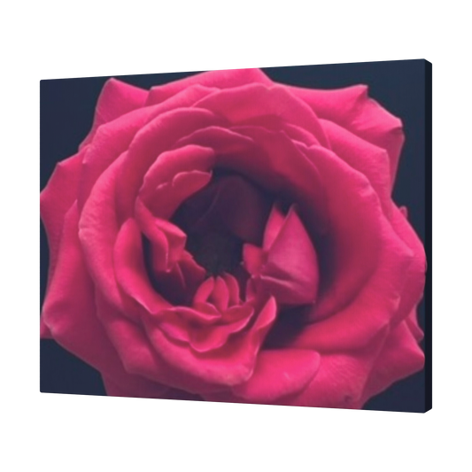 Hot_Pink_Rose_H_Angle_T_Mockup.png