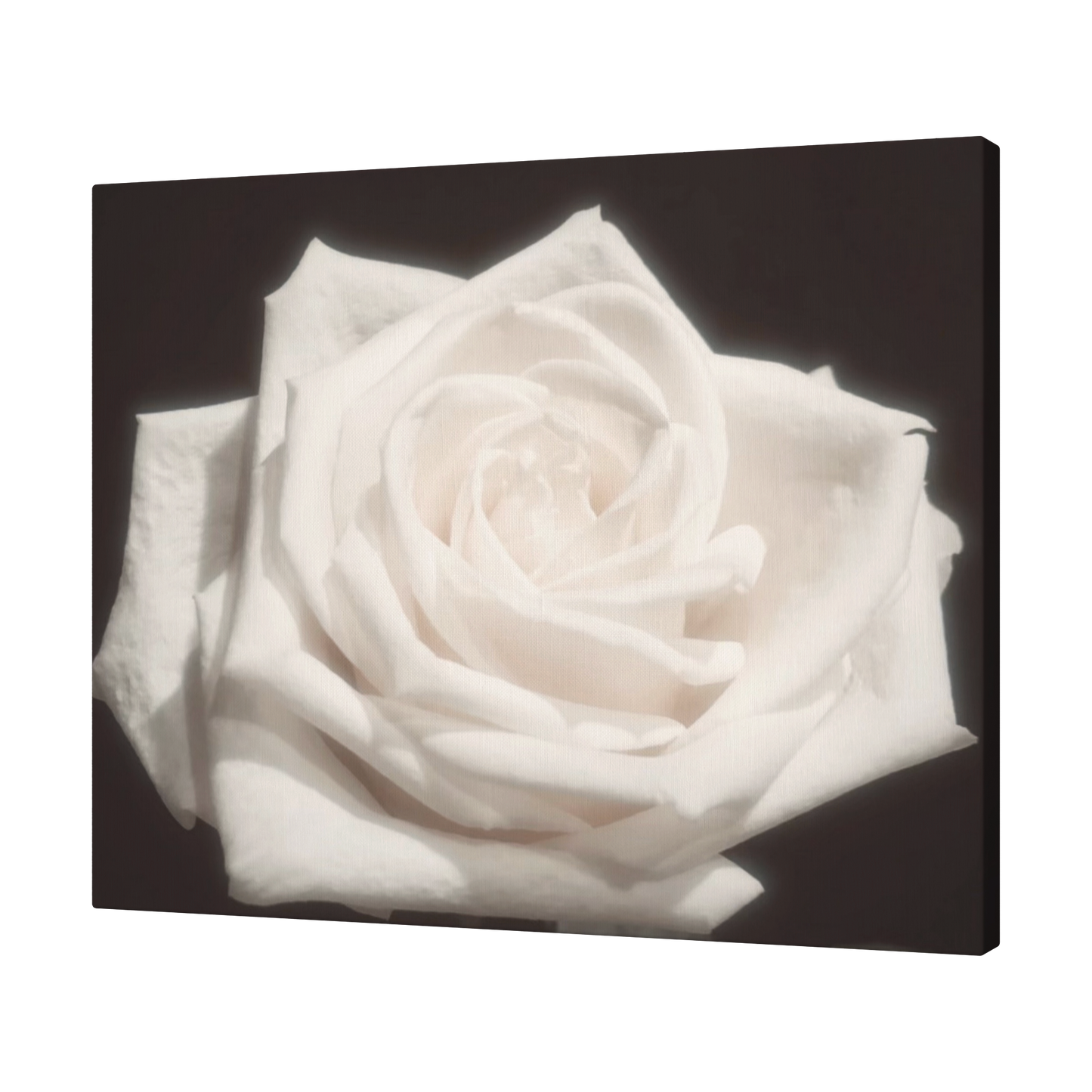 Pale_Mist_Rose_H_Angle_T_Mockup.png