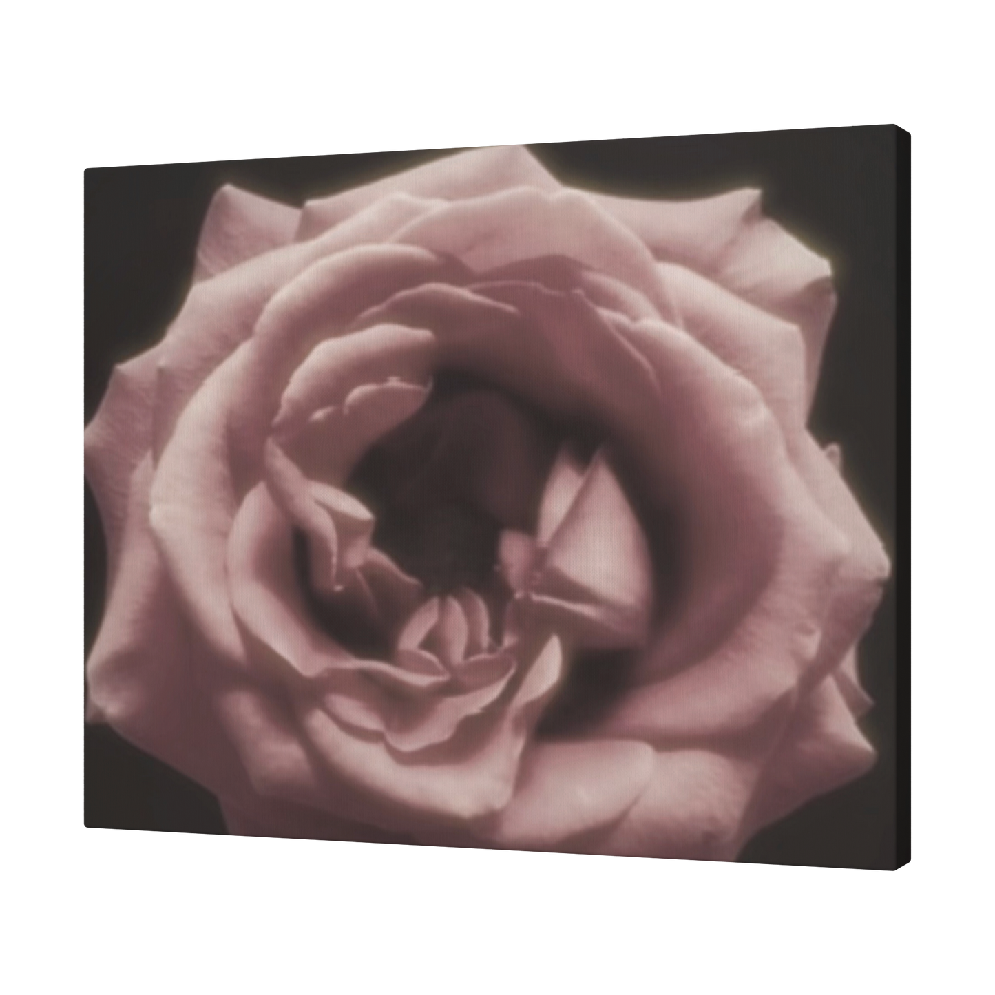 Pale_Moonlight_Rose_H_Angle_T_Mockup.png