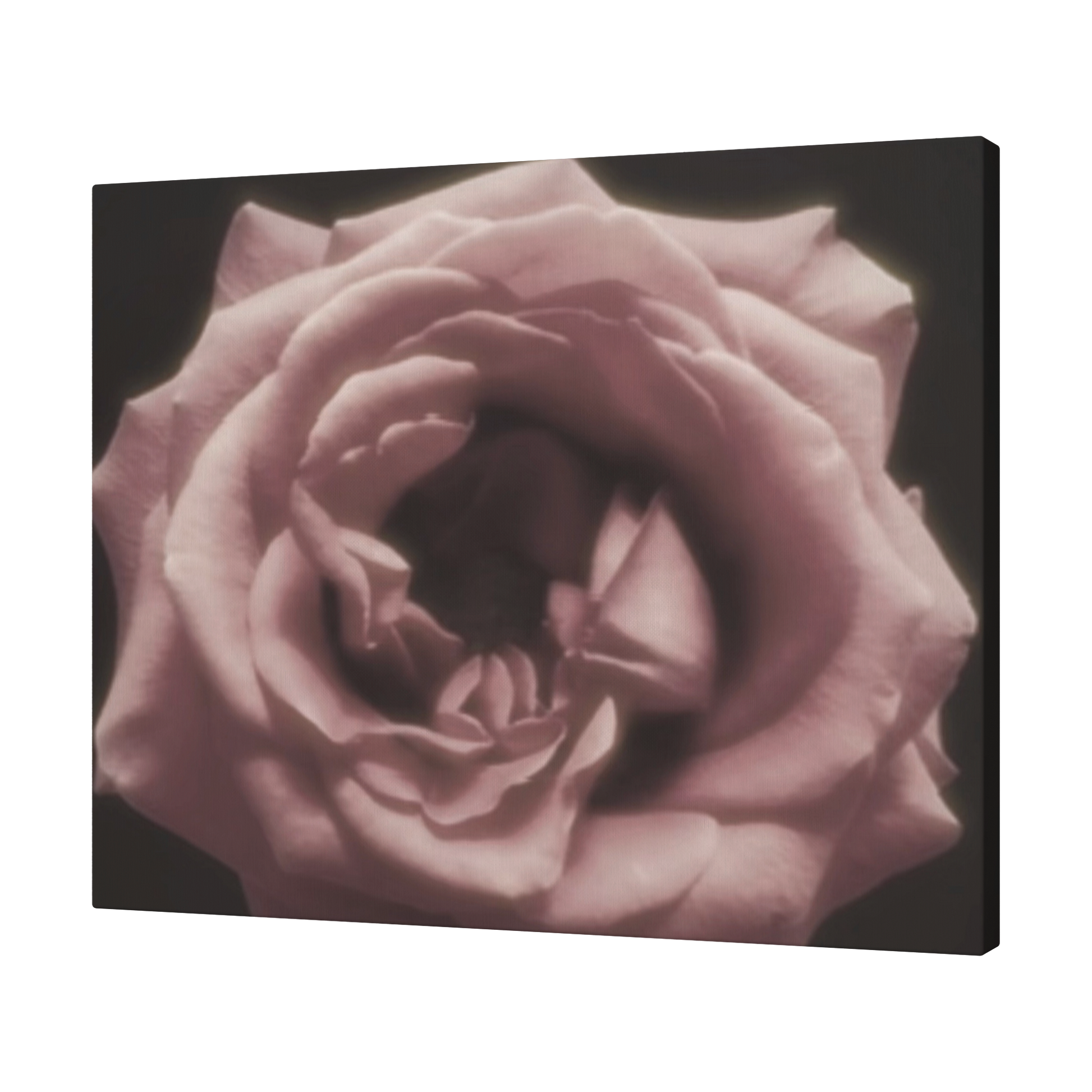 Pale_Moonlight_Rose_H_Angle_T_Mockup.png