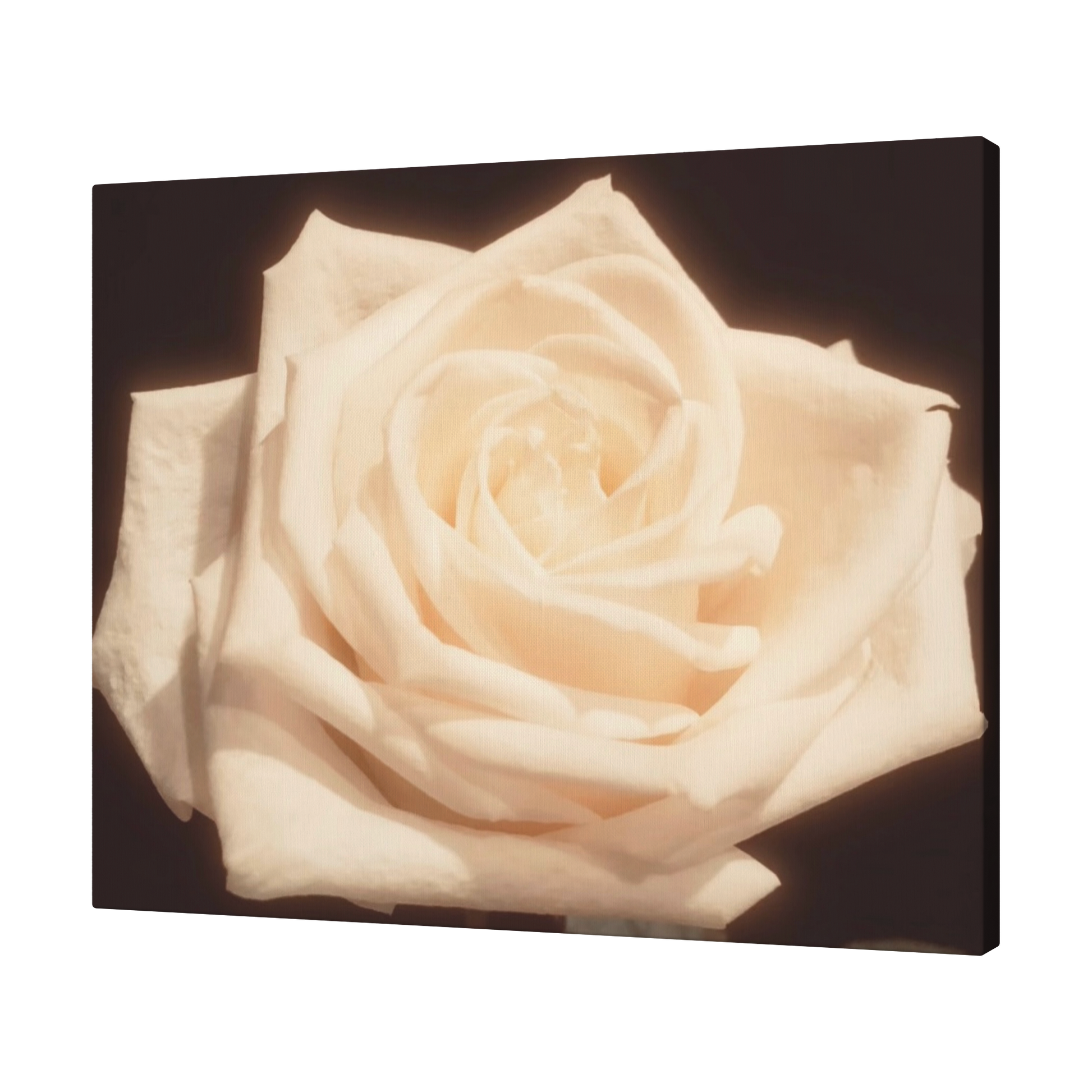 Pale_Yellow_Rose_H_Angle_T_Mockup.png