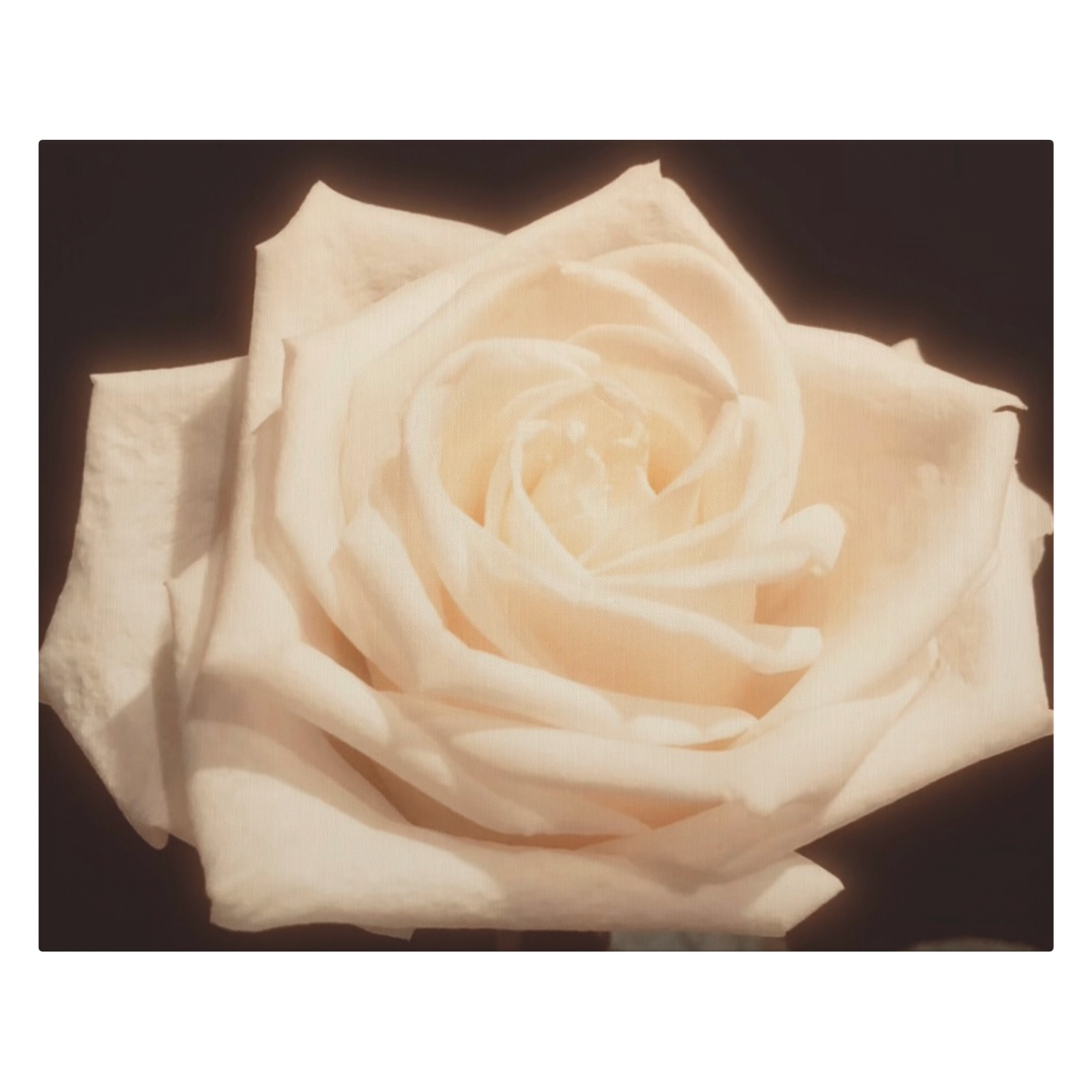 Pale_Yellow_Rose_H_Main_Mockup.png