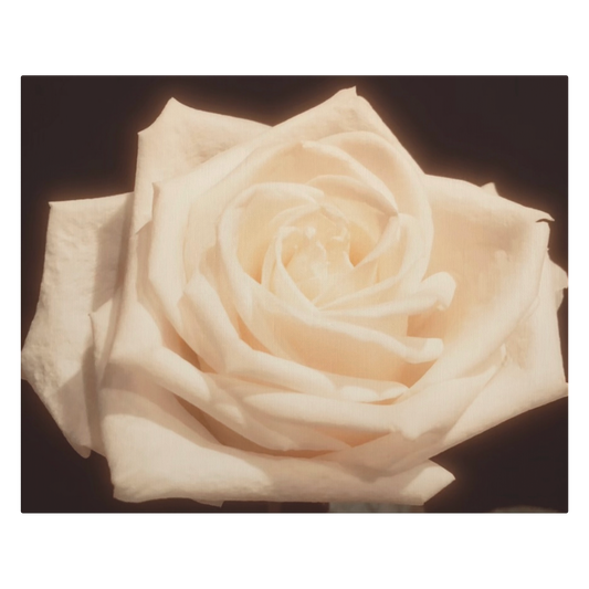 Pale_Yellow_Rose_H_Main_Mockup.png