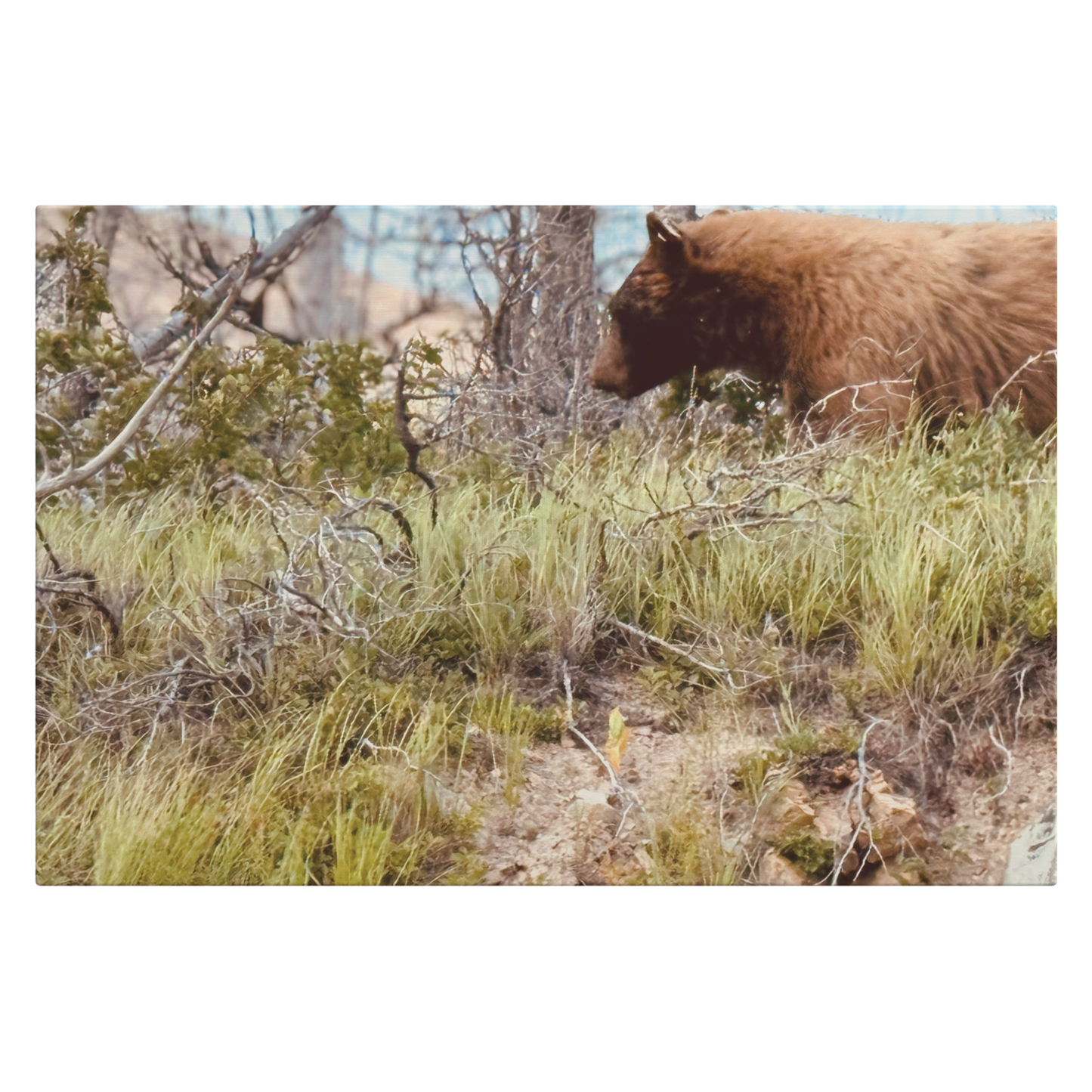 Yellowstone_Griz_H_Main_Mockup.png