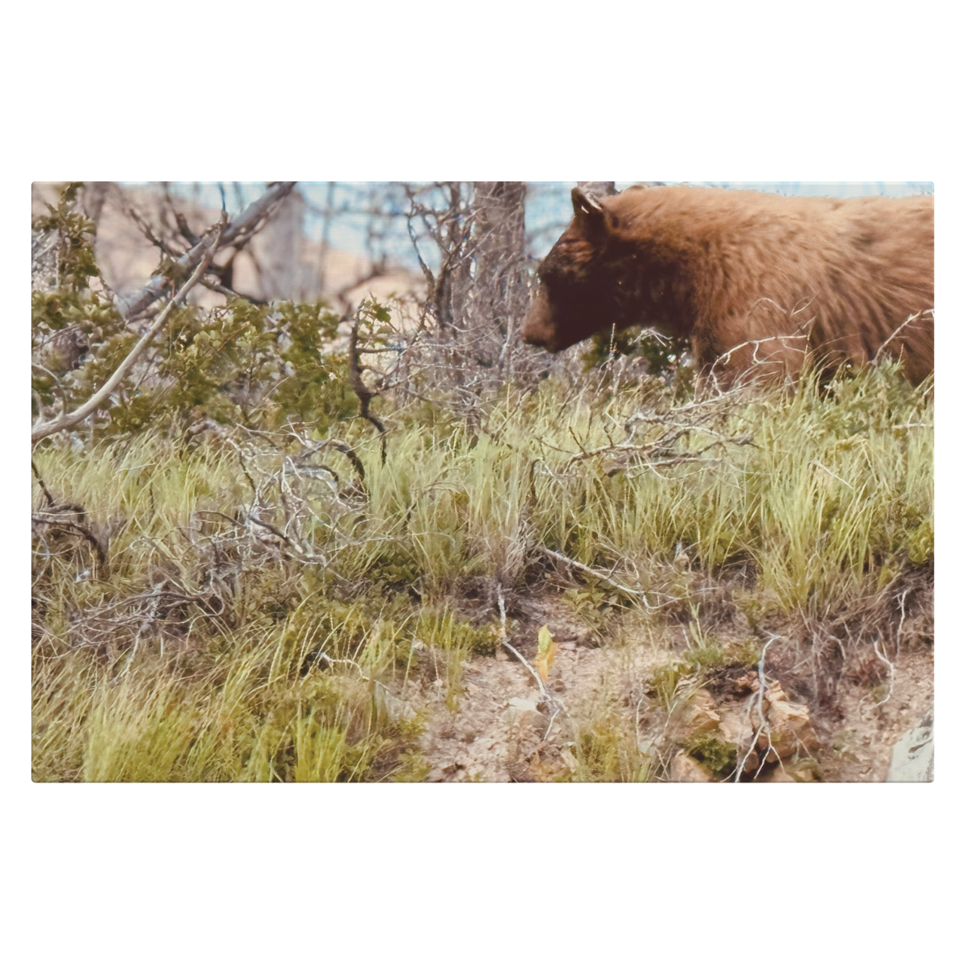 Yellowstone_Griz_H_Main_Mockup.png
